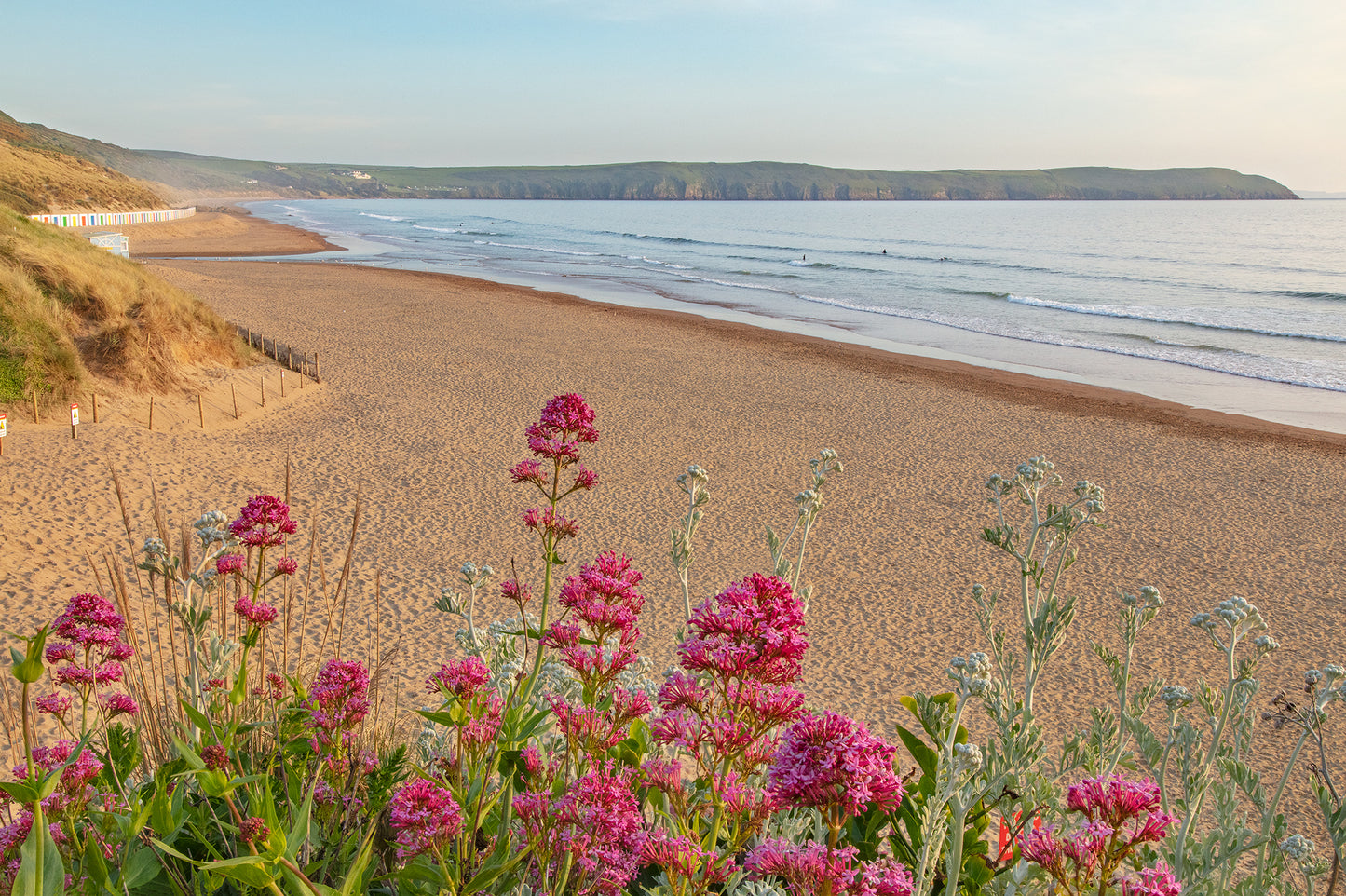 Woolacombe beach Summer Flowers