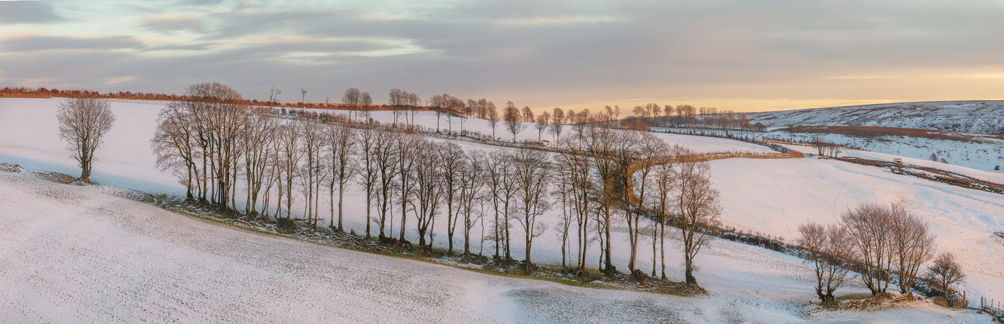 Exmoor Winter Trees Panorama