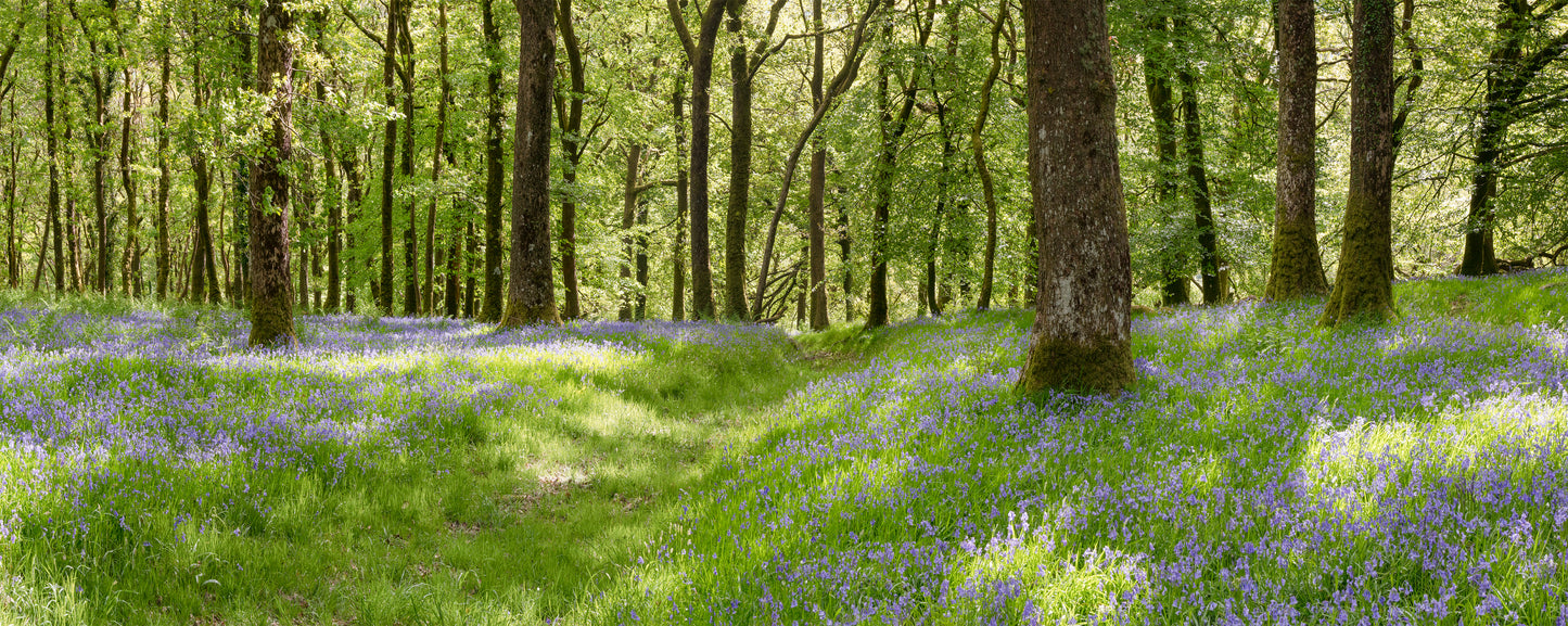 Exmoor Bluebells Panorama