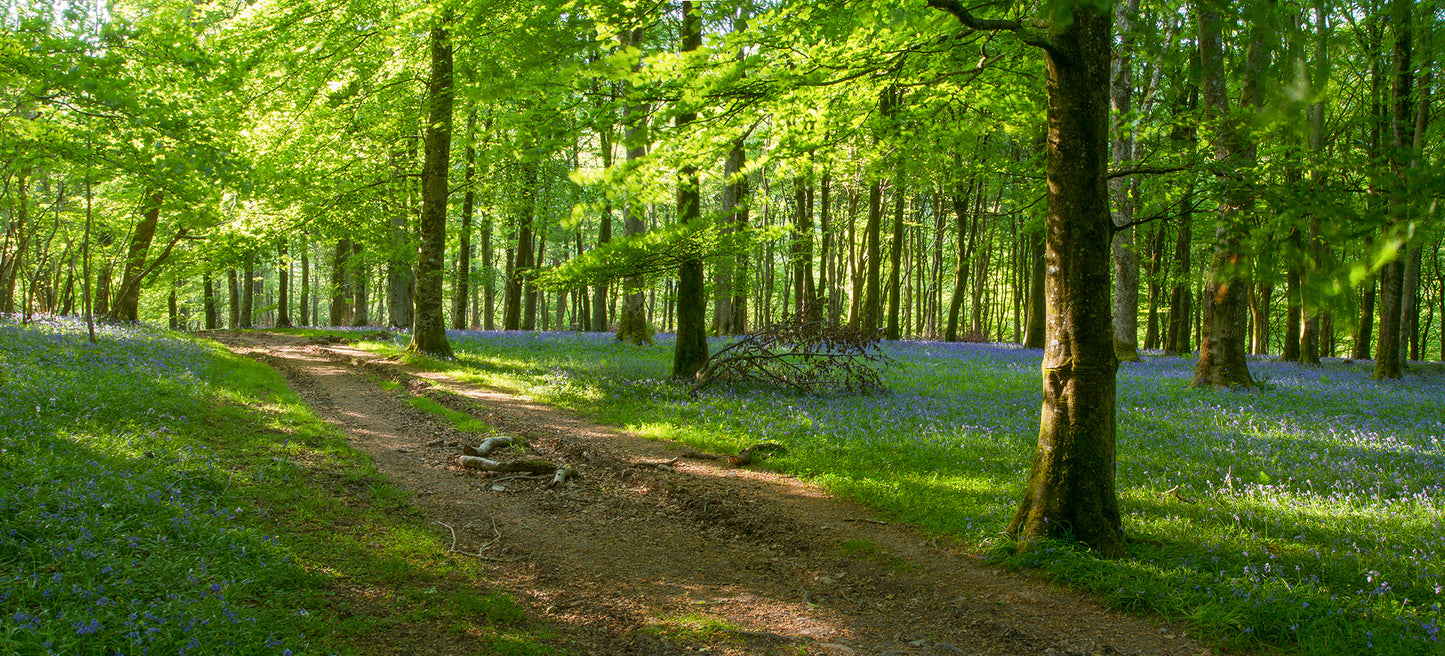Exmoor Bluebells Panorama