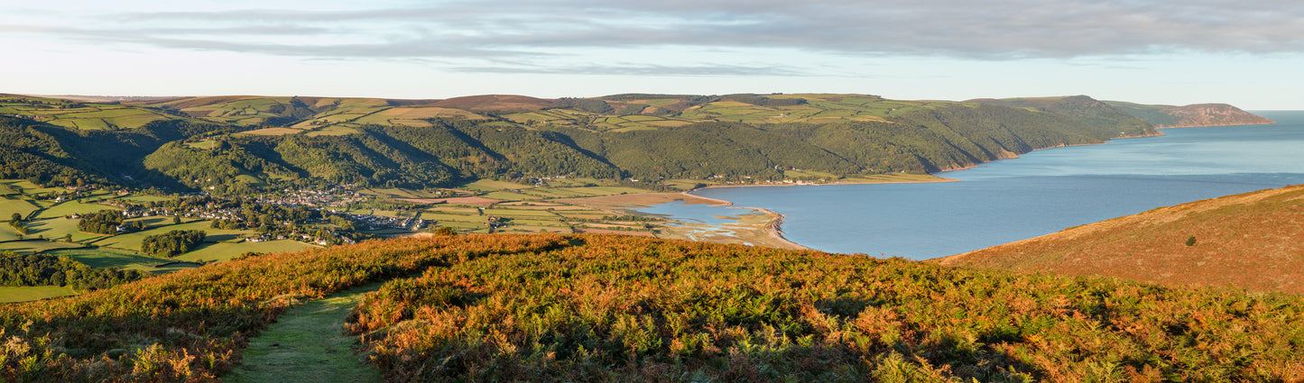 Bossington Hill Ferns Panorama