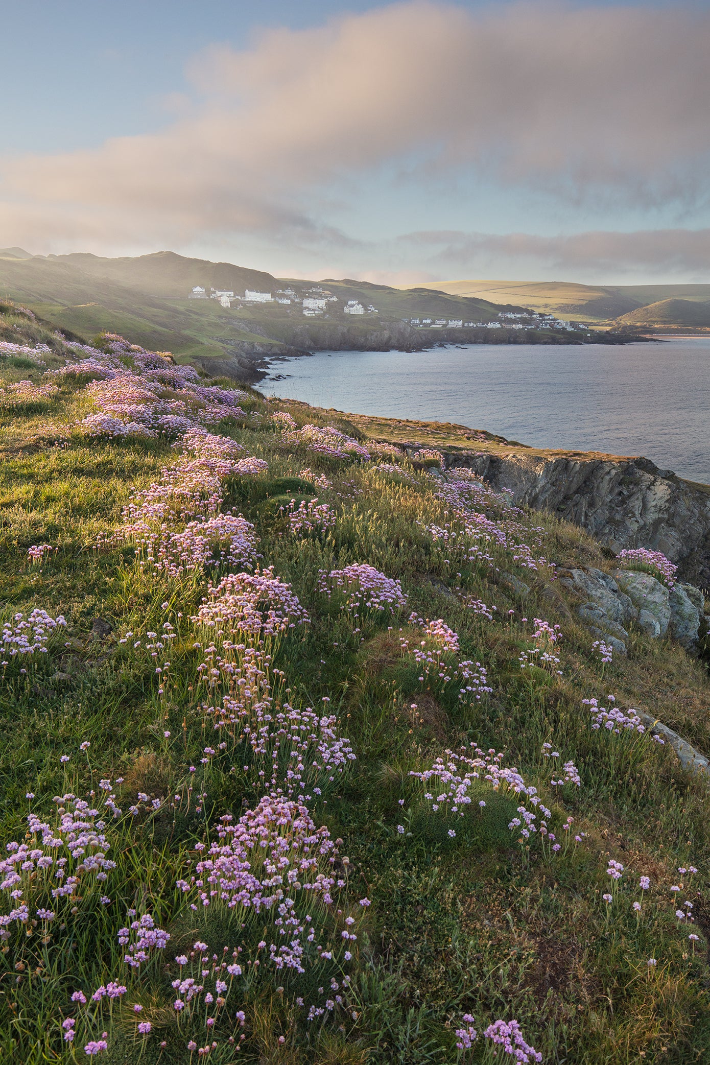 Woolacombe Sea Thrift