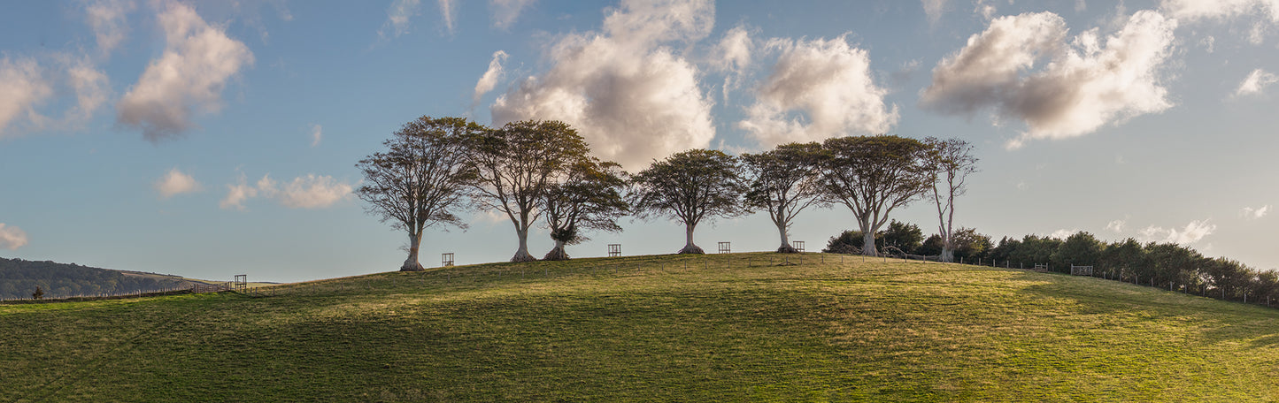 Trees near Luccombe Panorama