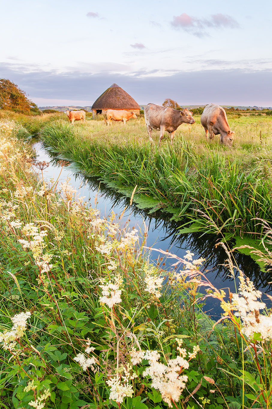 Braunton Velator Round Linhey & Cows