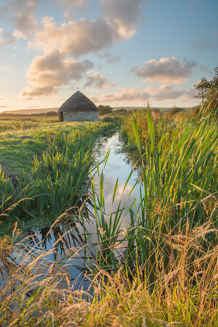 Braunton Velator Linhey