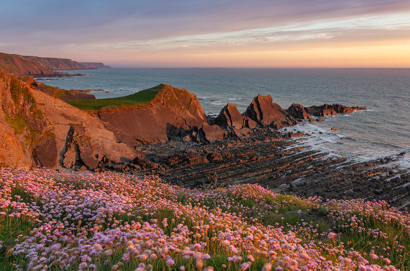 Hartland Quay Spring Flowers