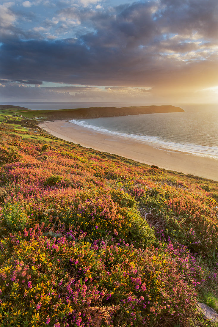 Woolacombe Down Heather