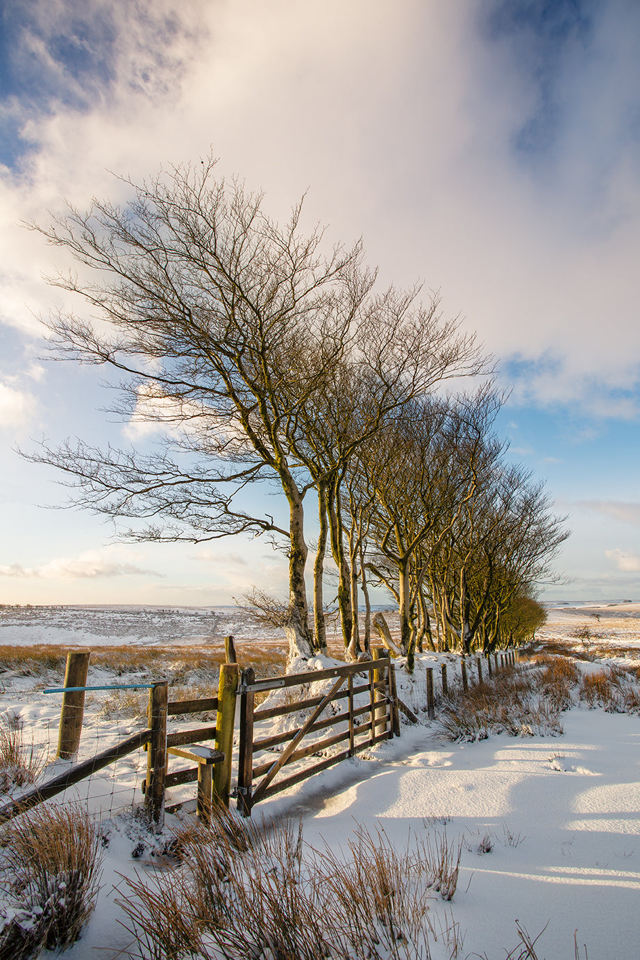 Porlock Common Snow