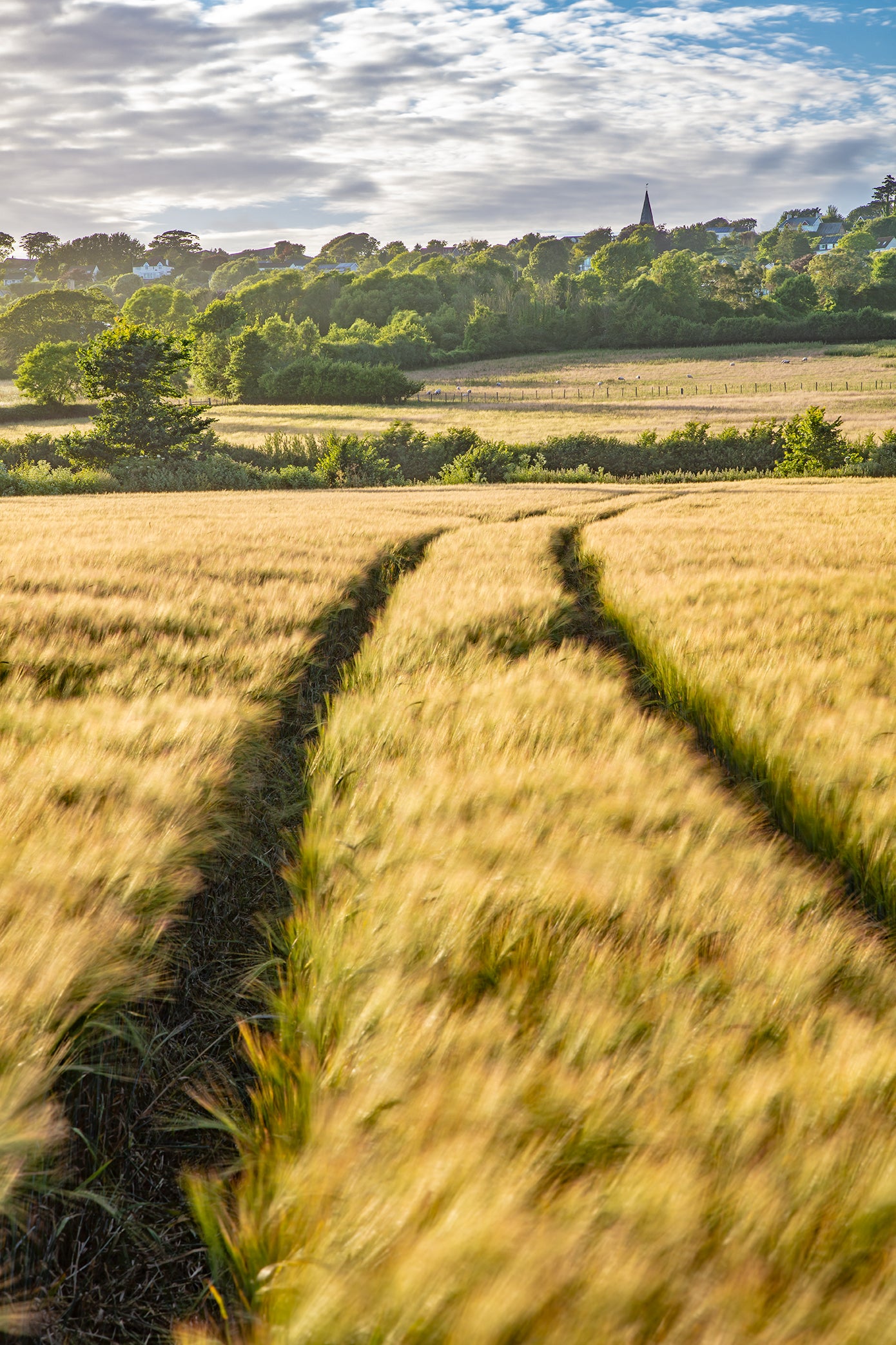 Ashford Summer