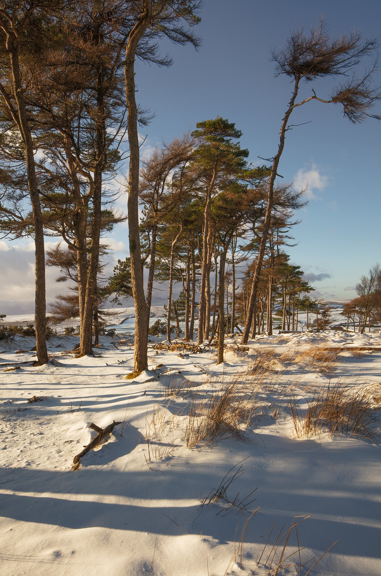 Trees near Dunkery Beacon