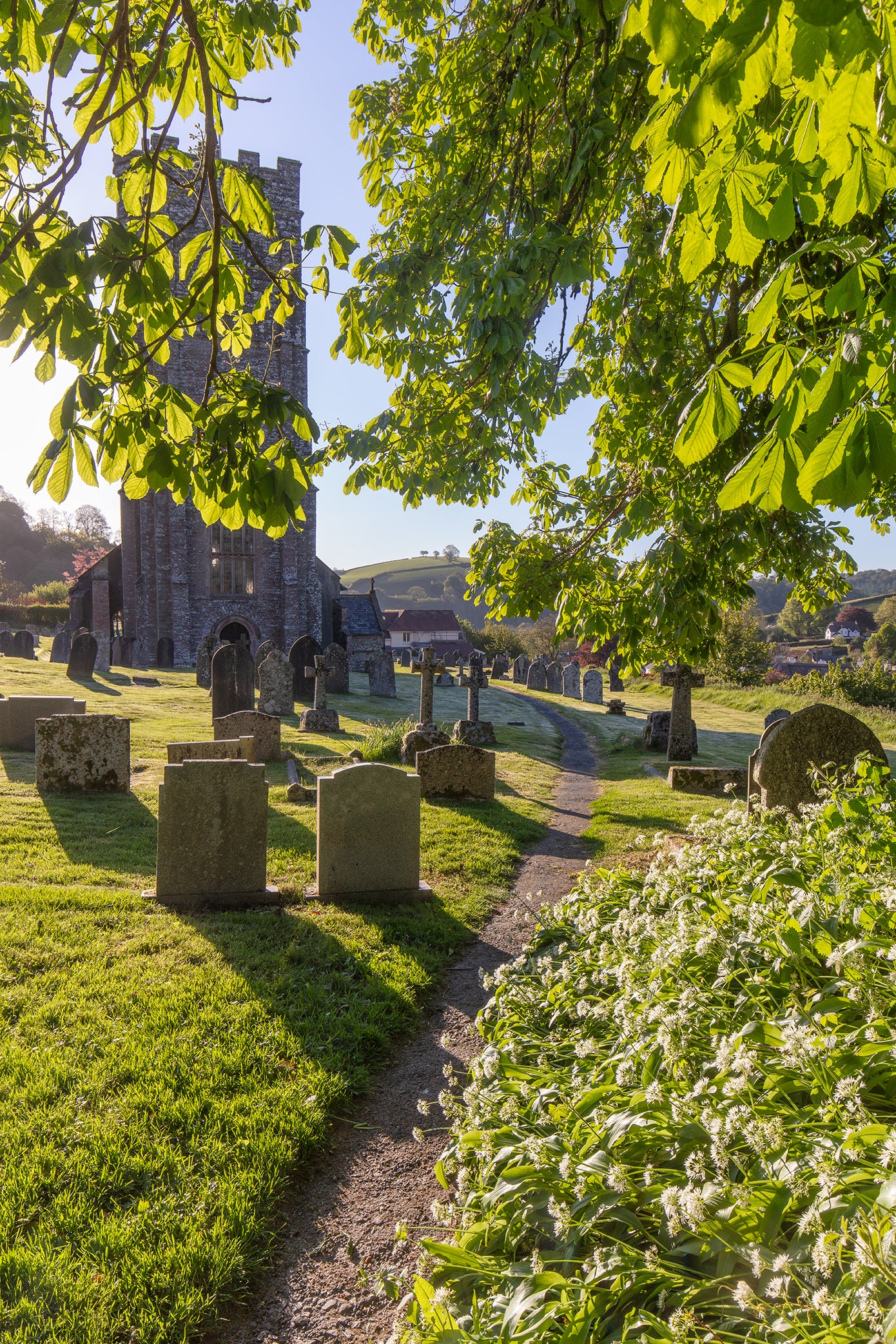 Winsford Church Garlic