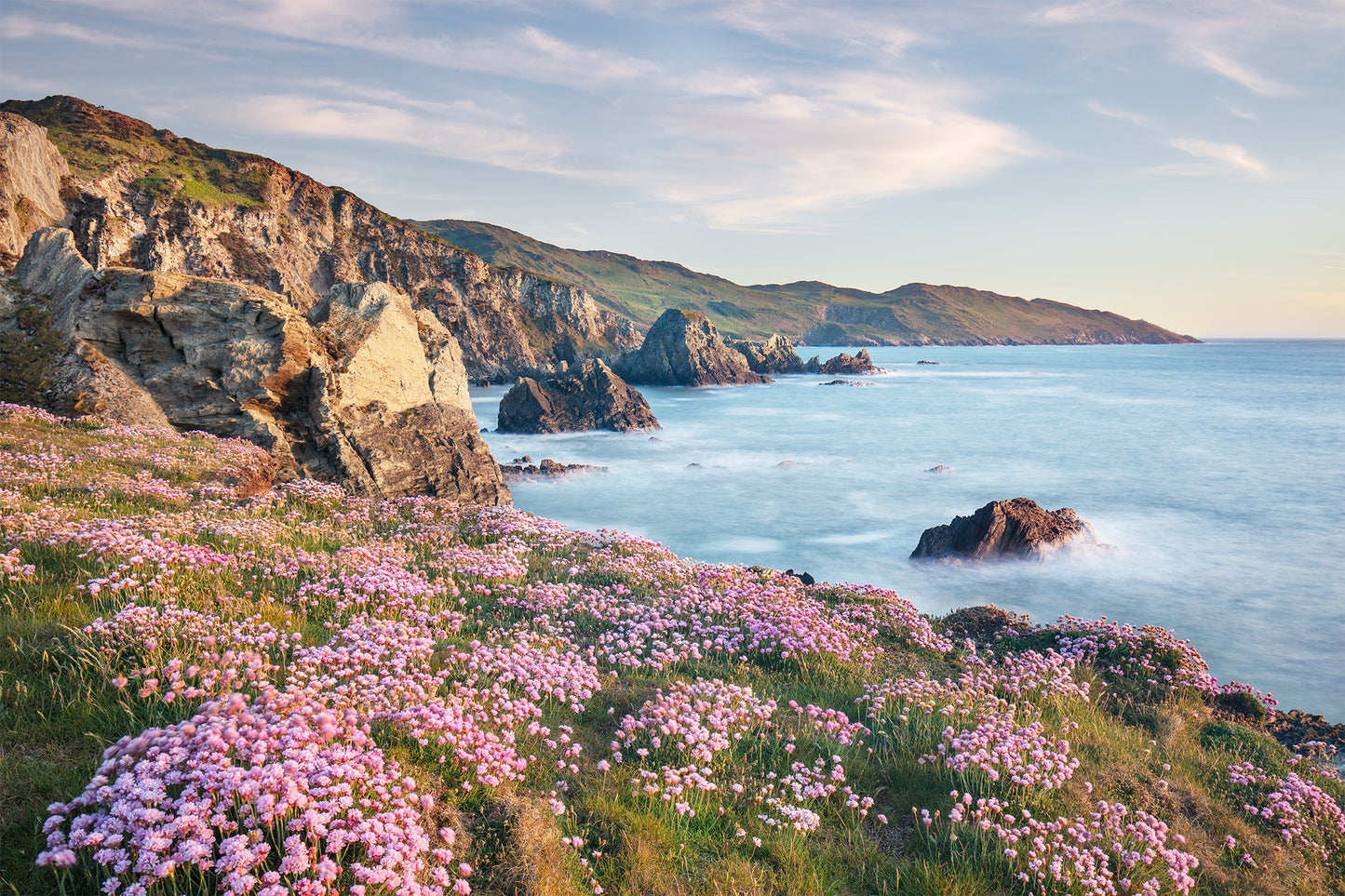 Morte Point Spring Flowers