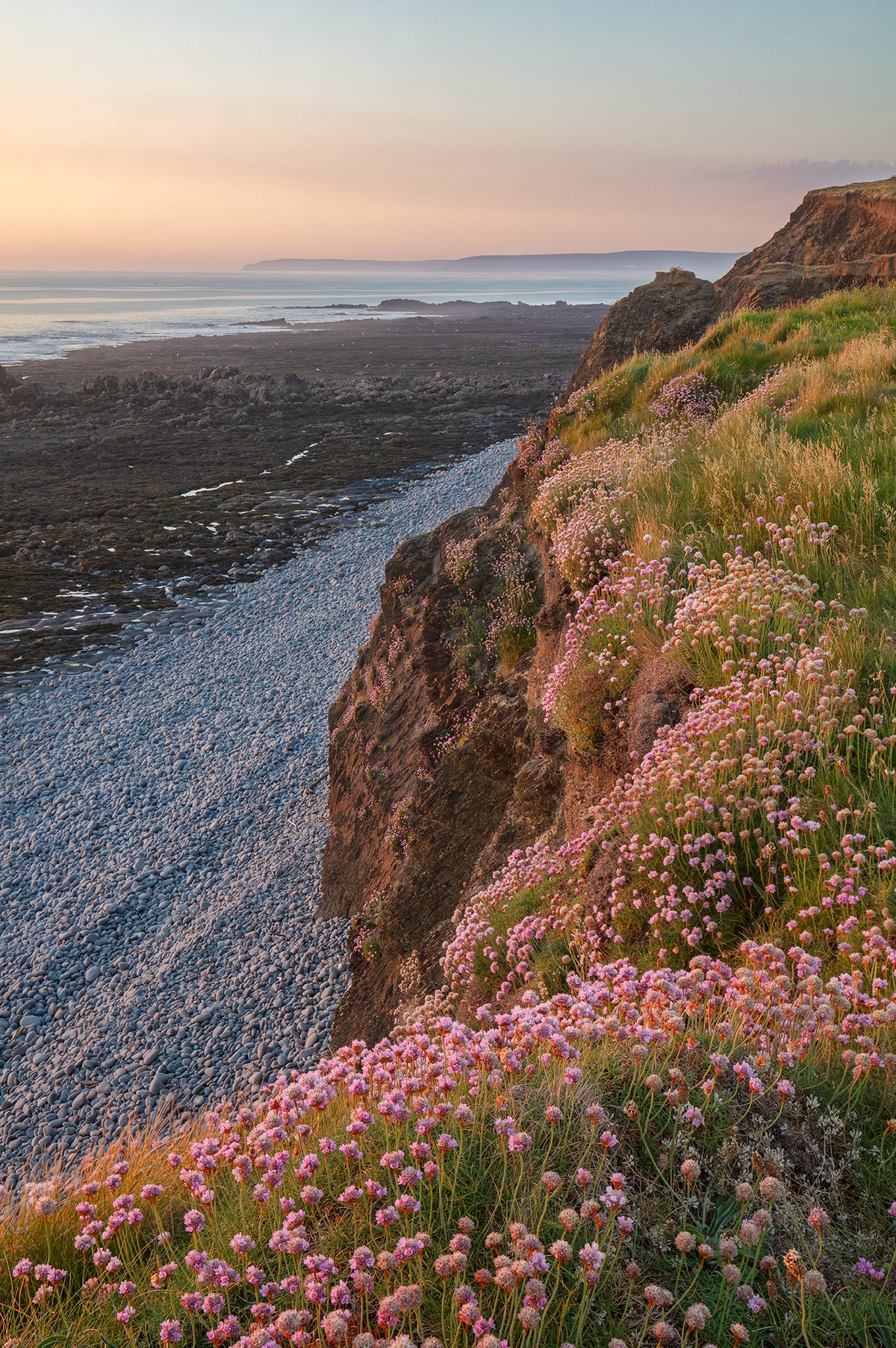 Greencliff, Westward Ho Wild Flowers
