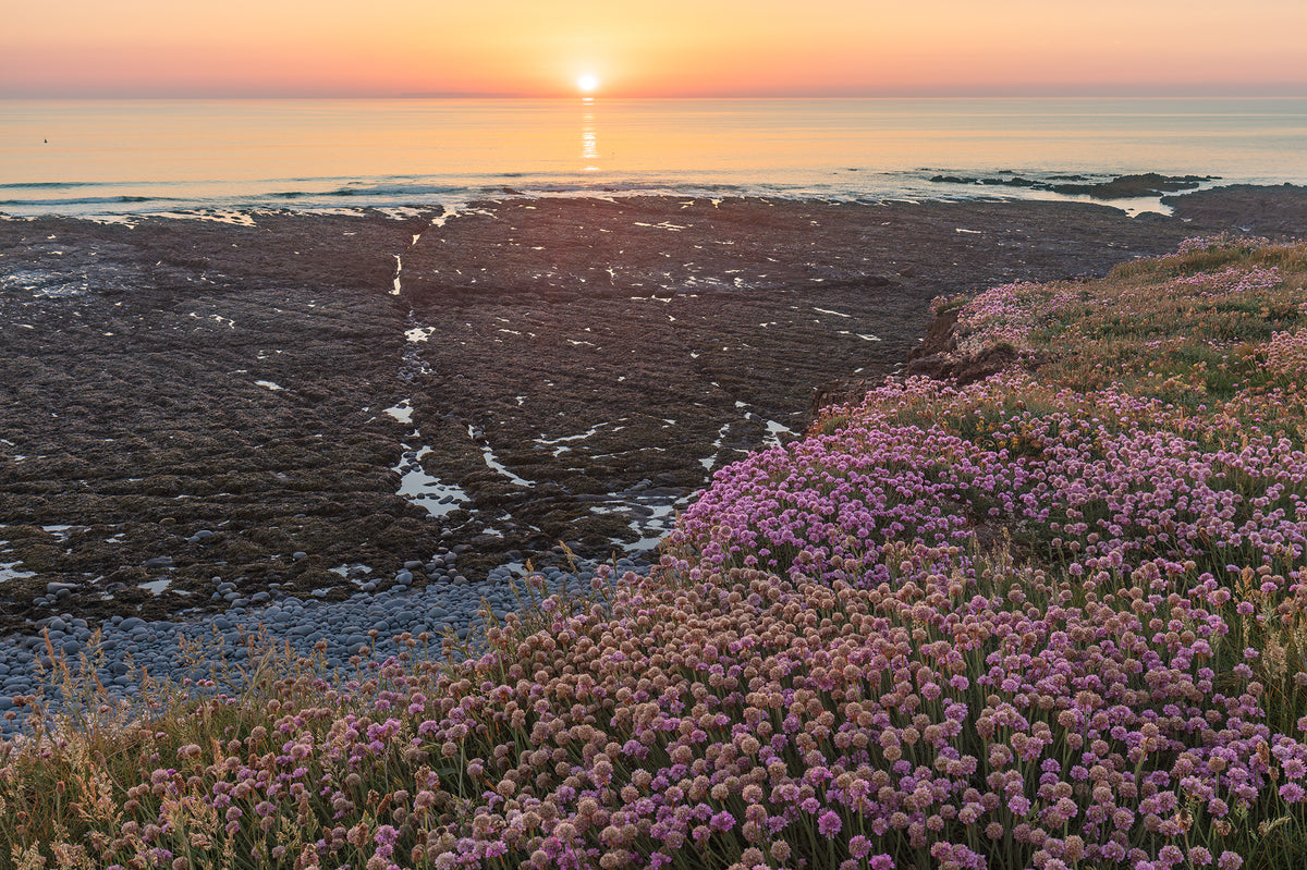 Greencilff, Westward Ho Wild Flowers