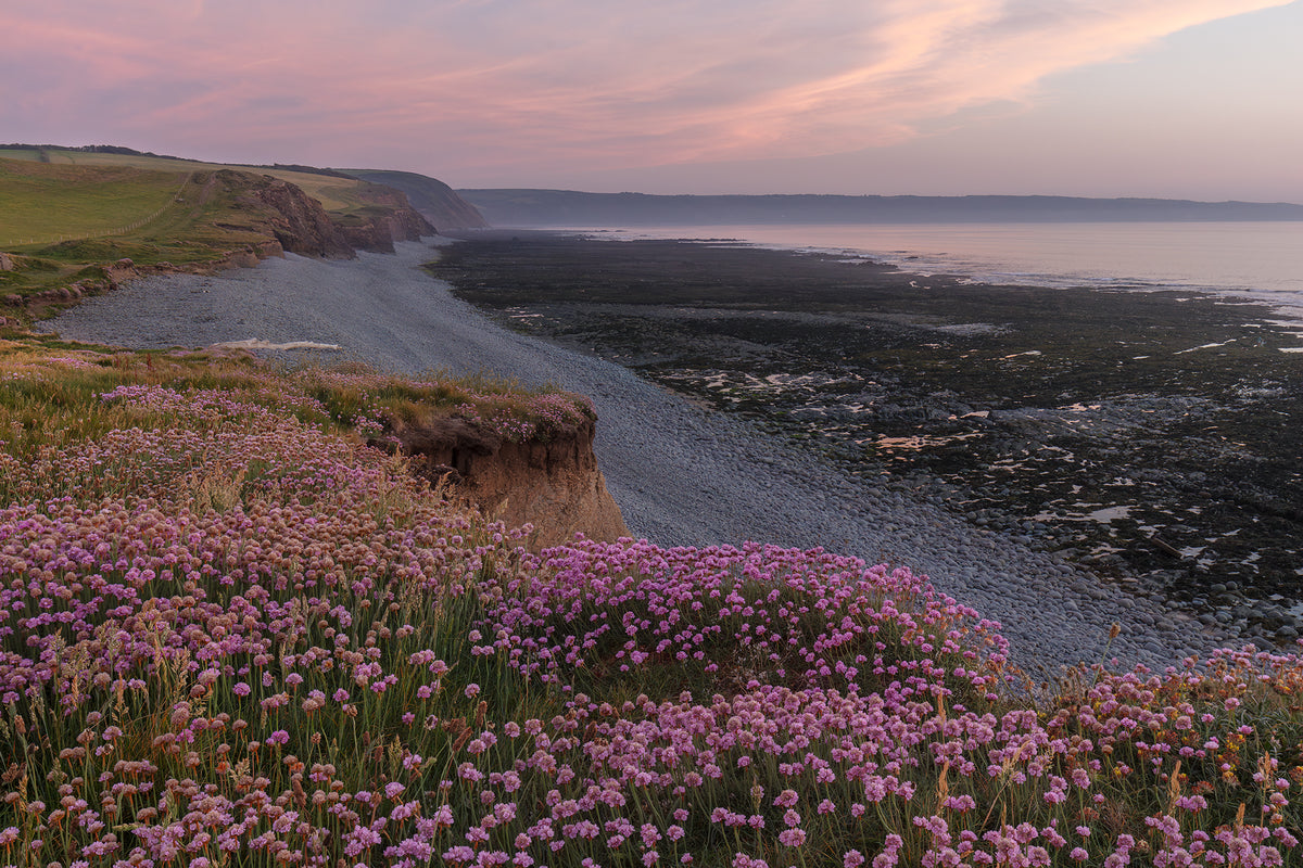 Greencilff, Westward Ho Wild Flowers Sunset
