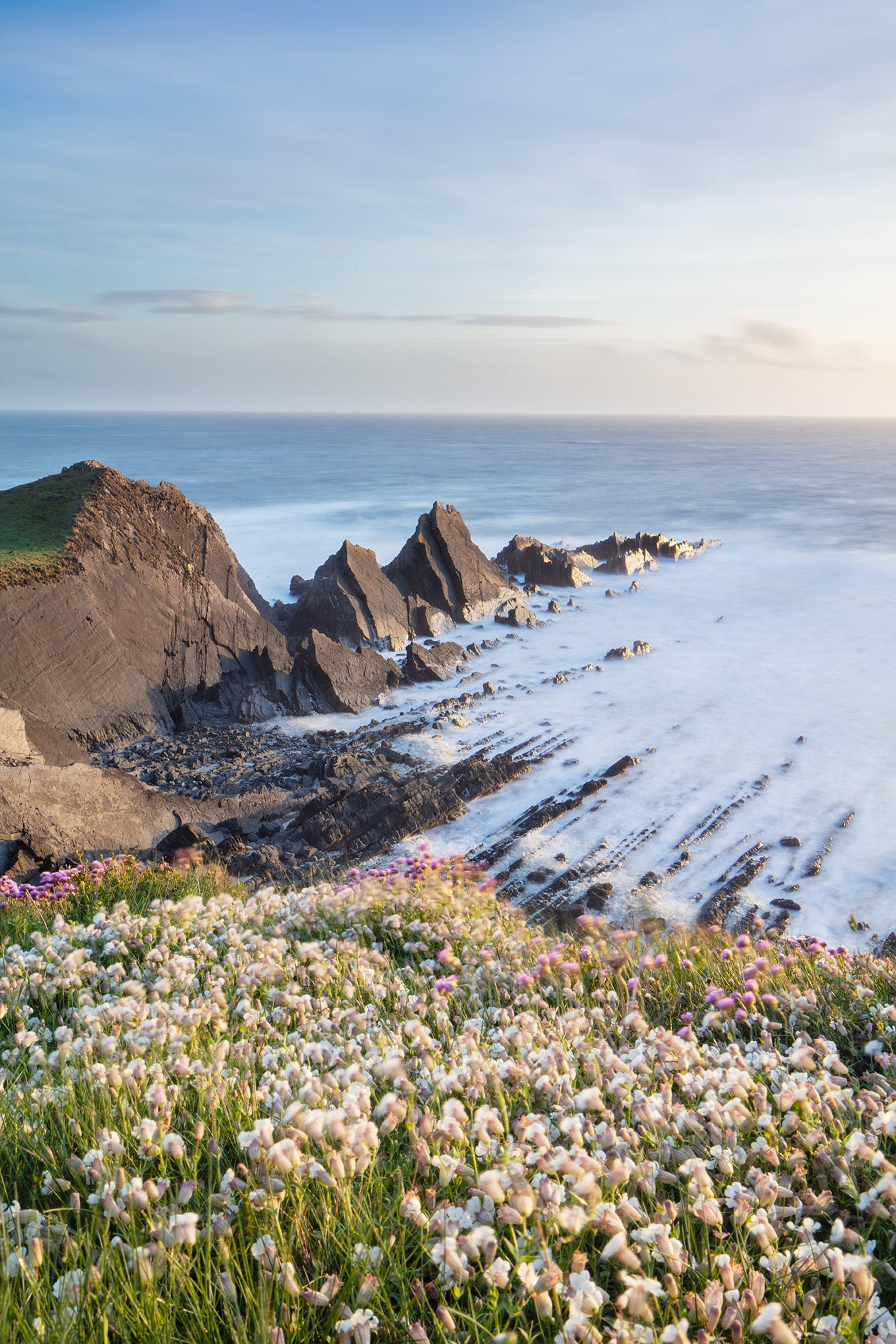 Hartland Quay Flowers