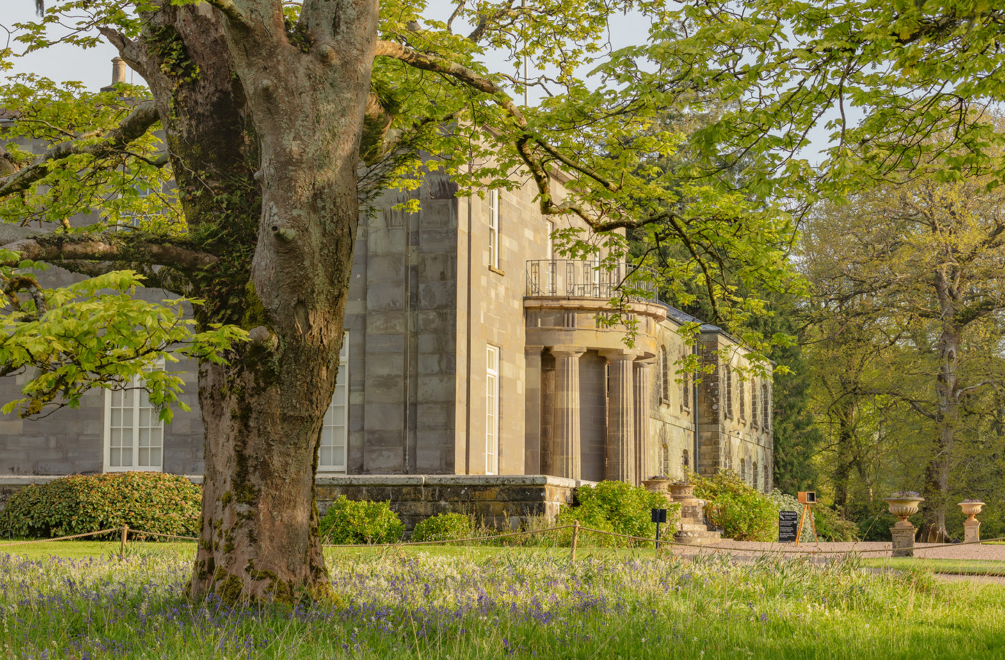 Arlington Court Bluebells