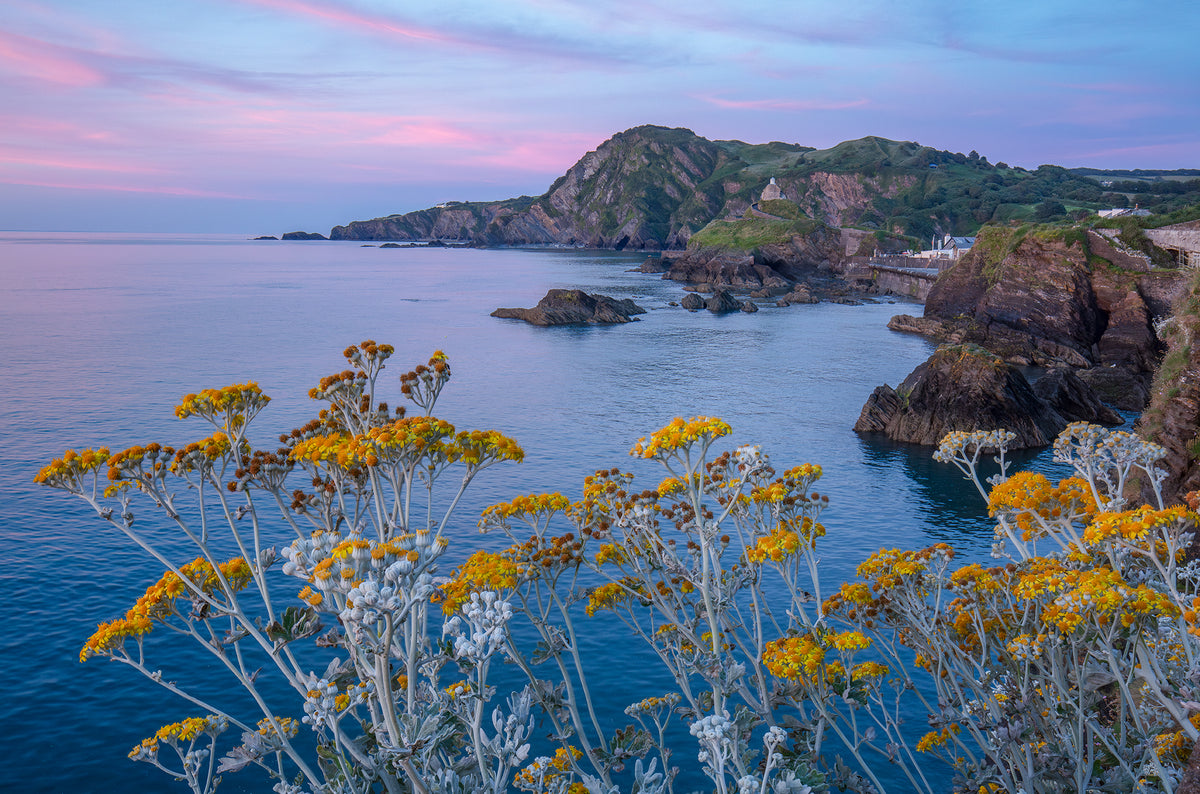 Ilfracombe Towards Coastguard cottages Flowers