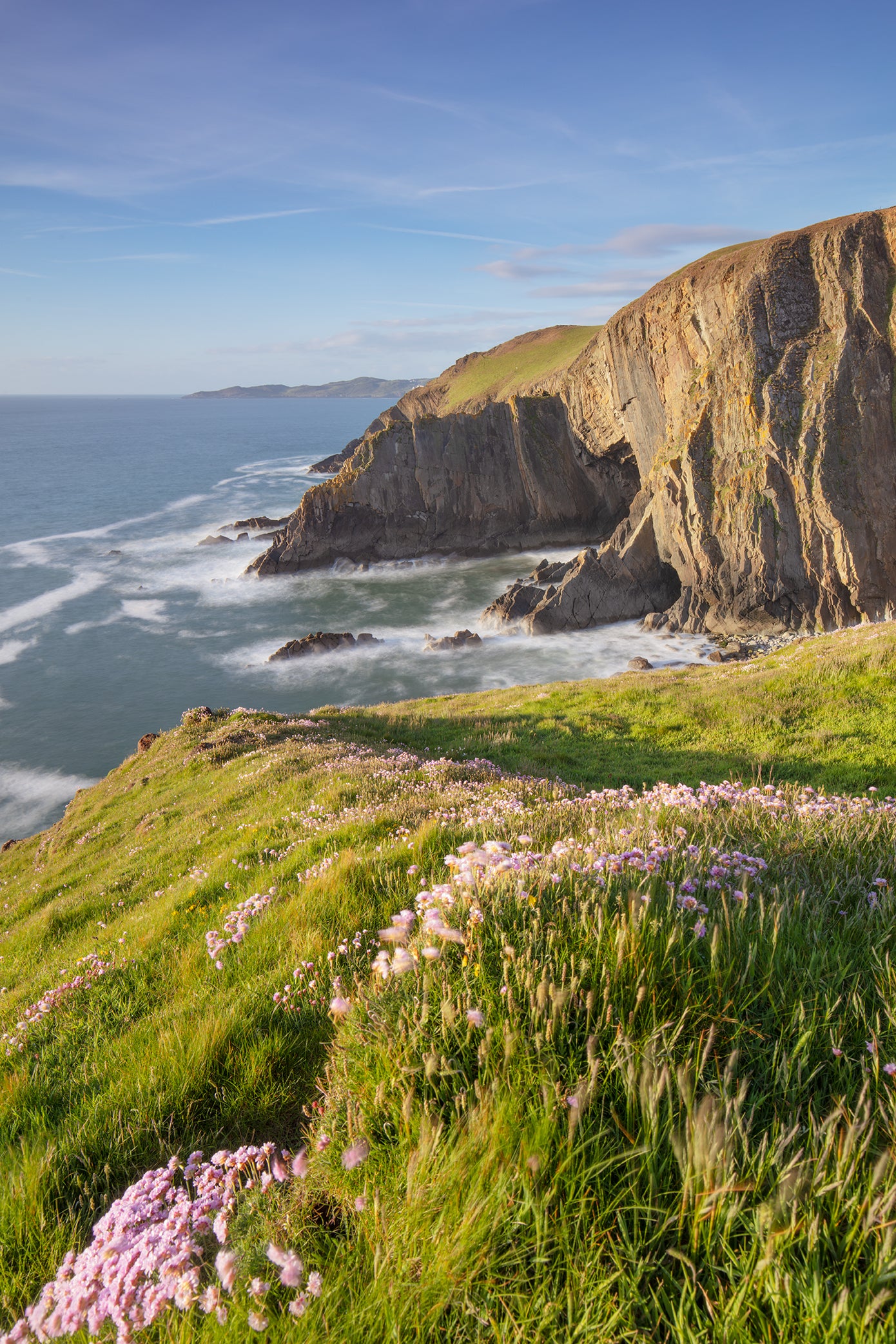 Baggy Point Sea Thrift
