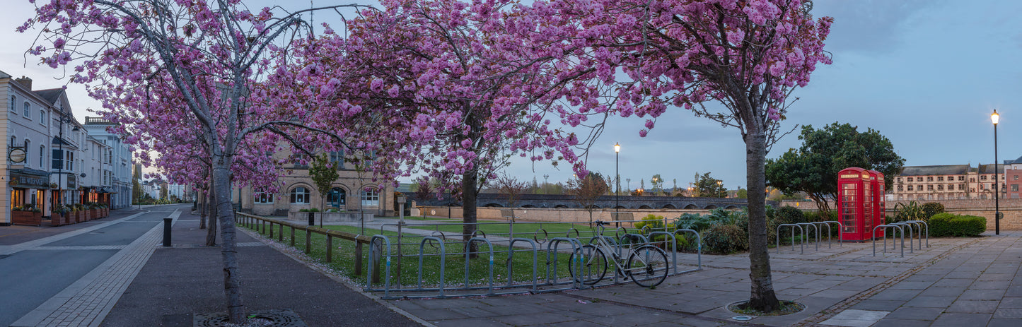 Barnstaple Cherry Blossom Panorama