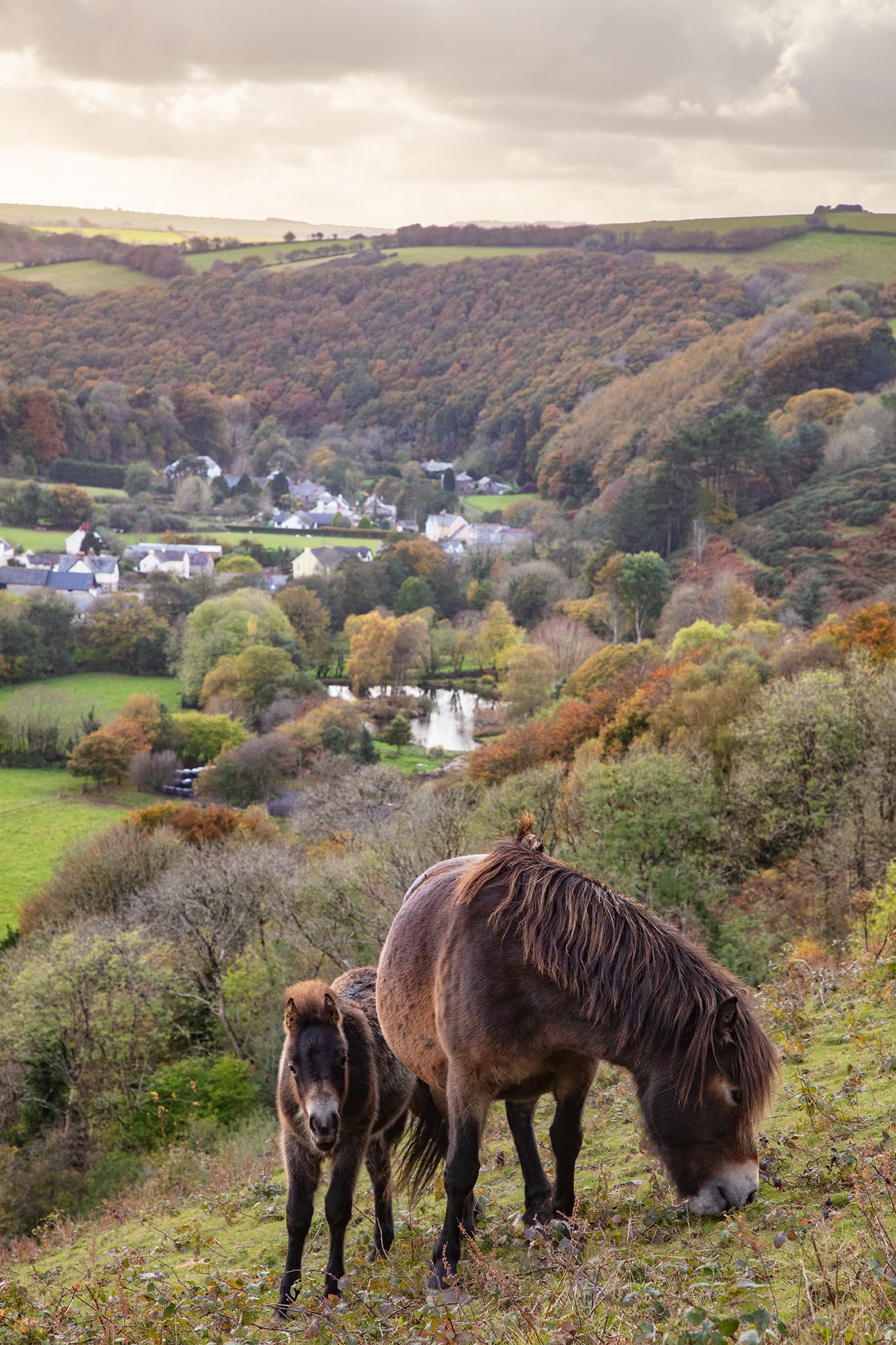 Brendon and Exmoor Ponies
