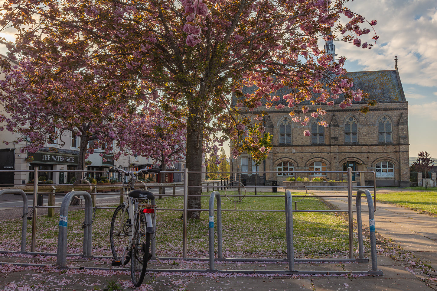 Barnstaple Cherry Blossom