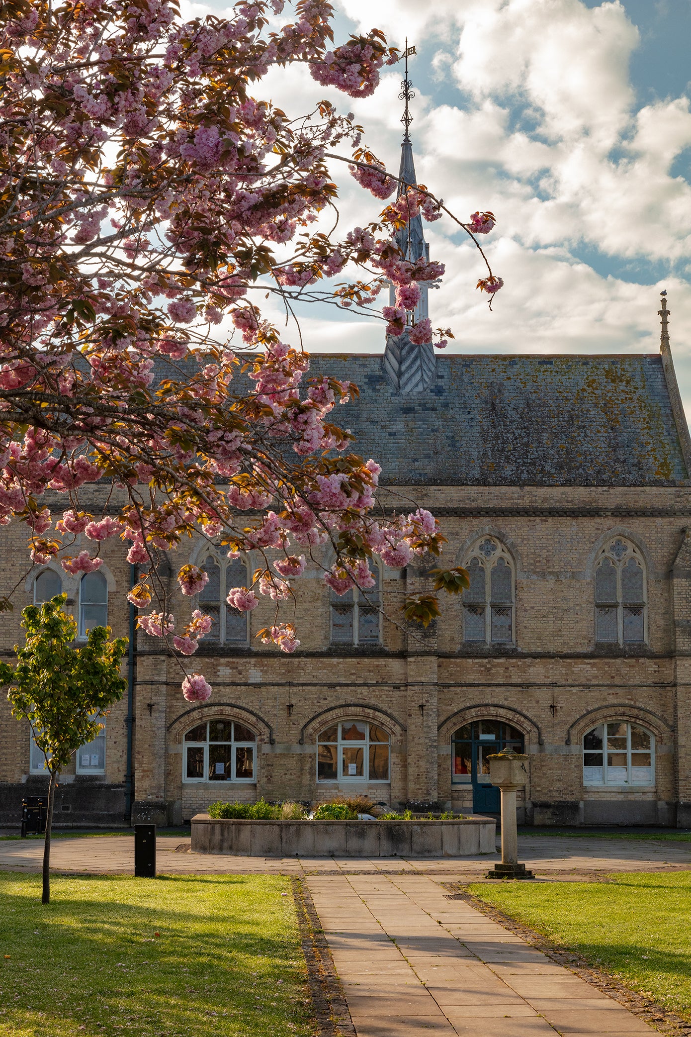 Barnstaple Cherry Blossom