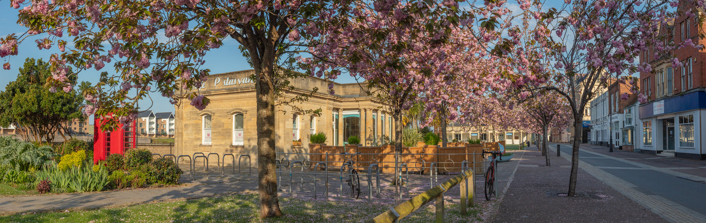 Barnstaple Cheery Blossom Panorama