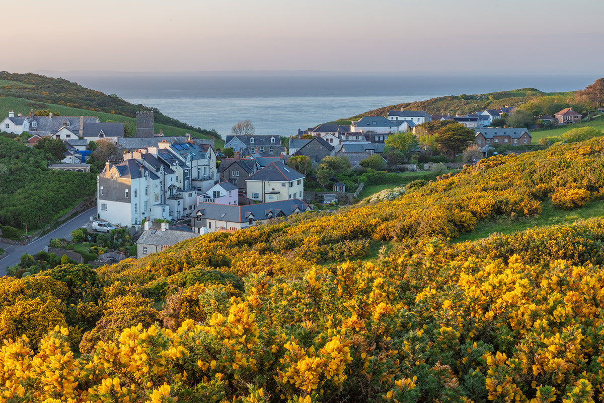 Mortehoe Spring Gorse