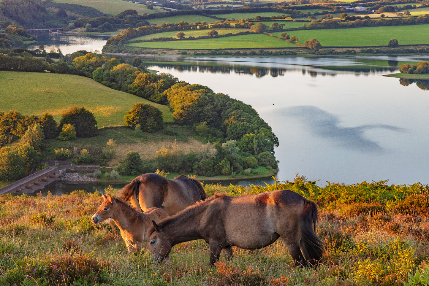 Exmoor Ponies on Haddon Hill