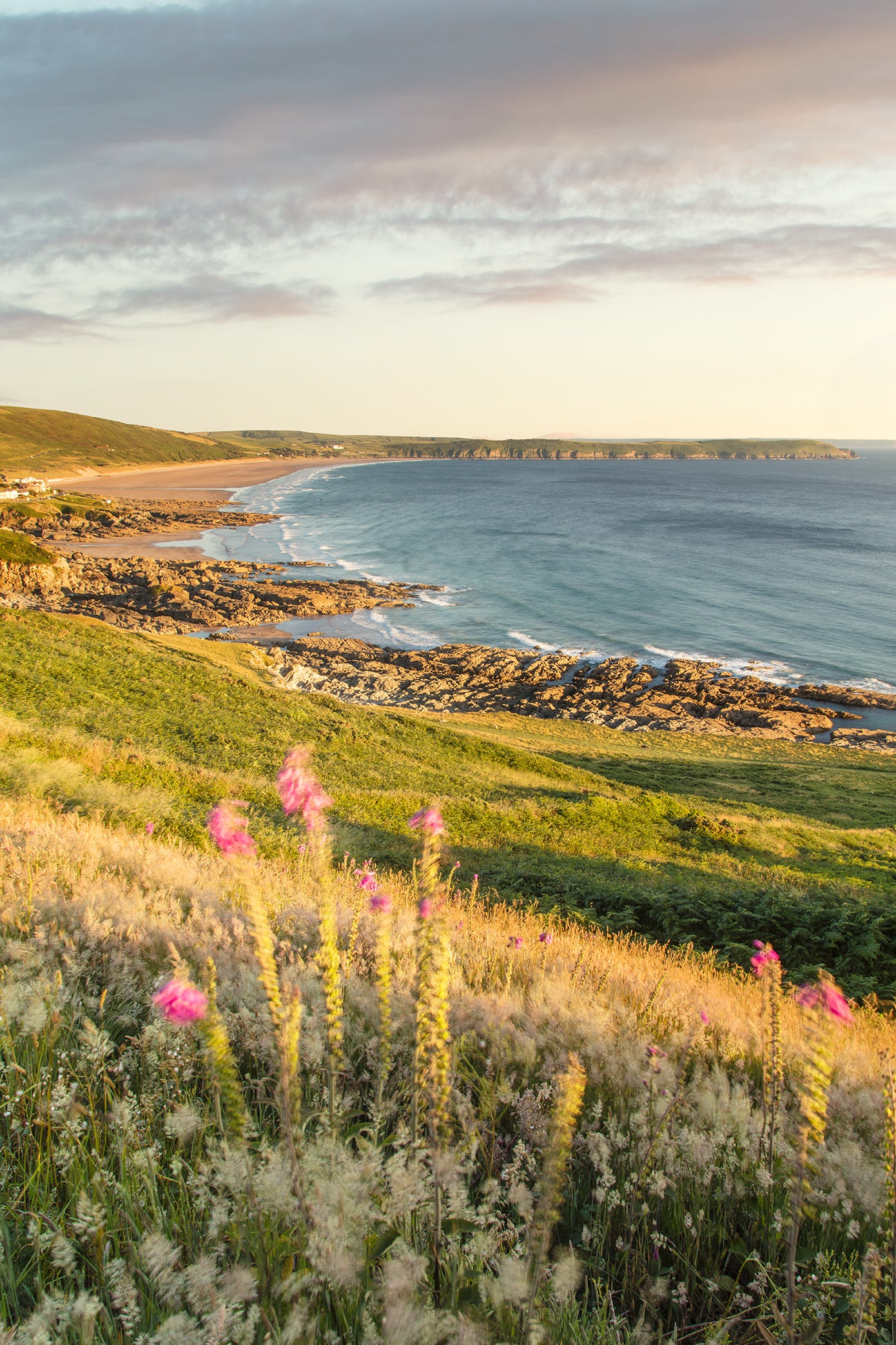 Woolacombe Foxgloves