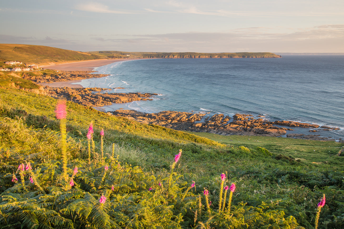 Woolacombe Beach Foxgloves