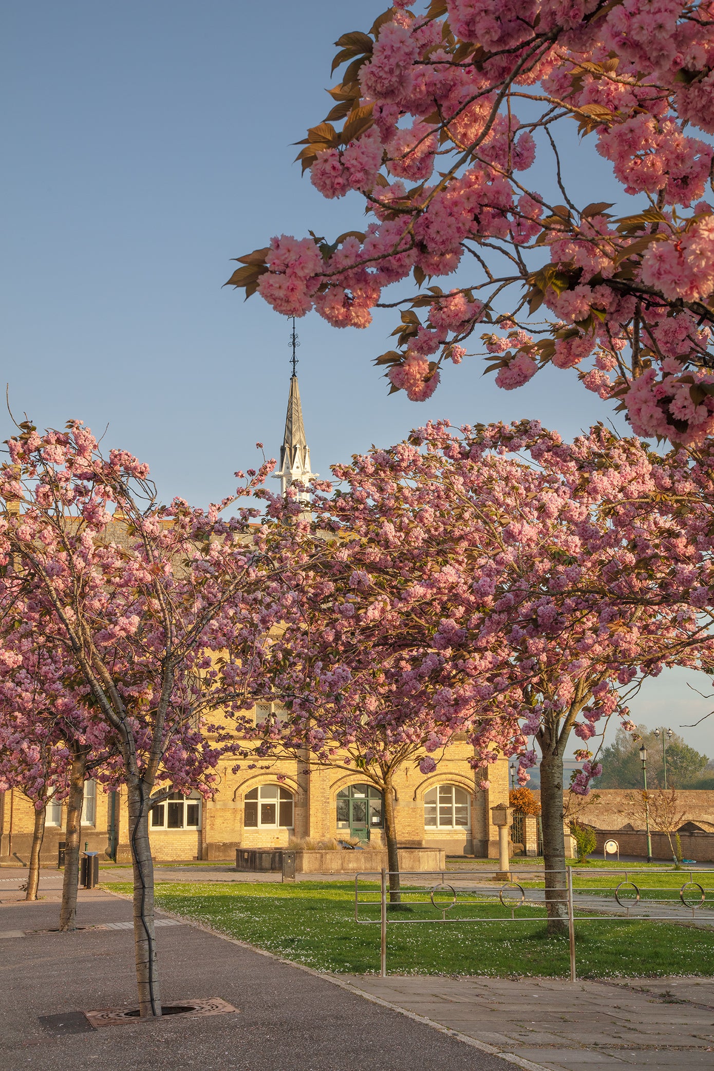 Barnstaple Cherry Blossom