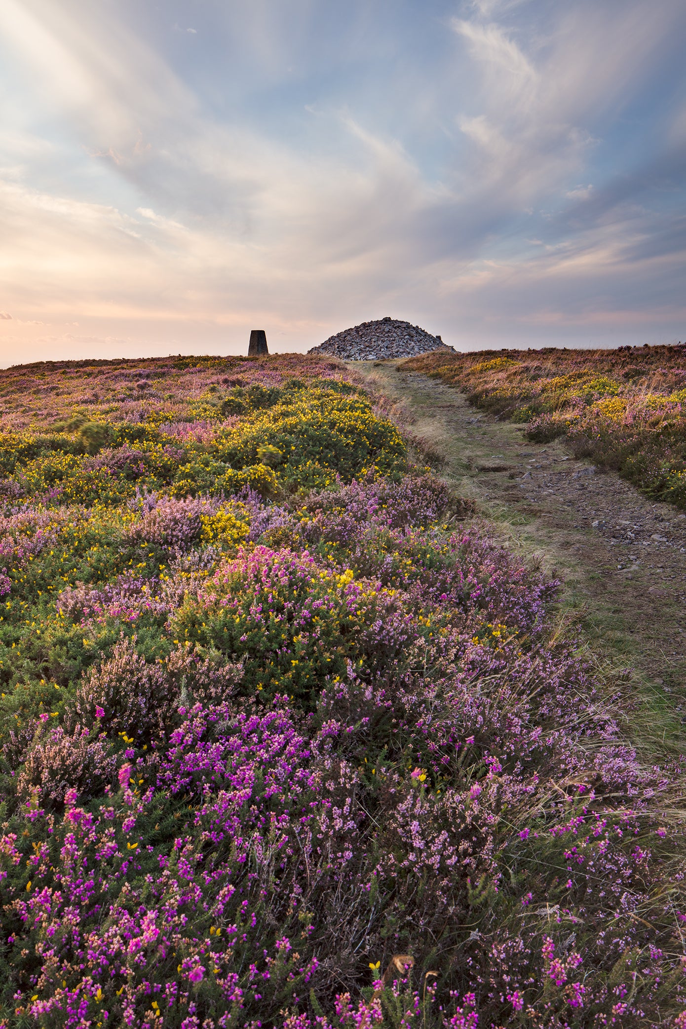 Holdstone Down Heather