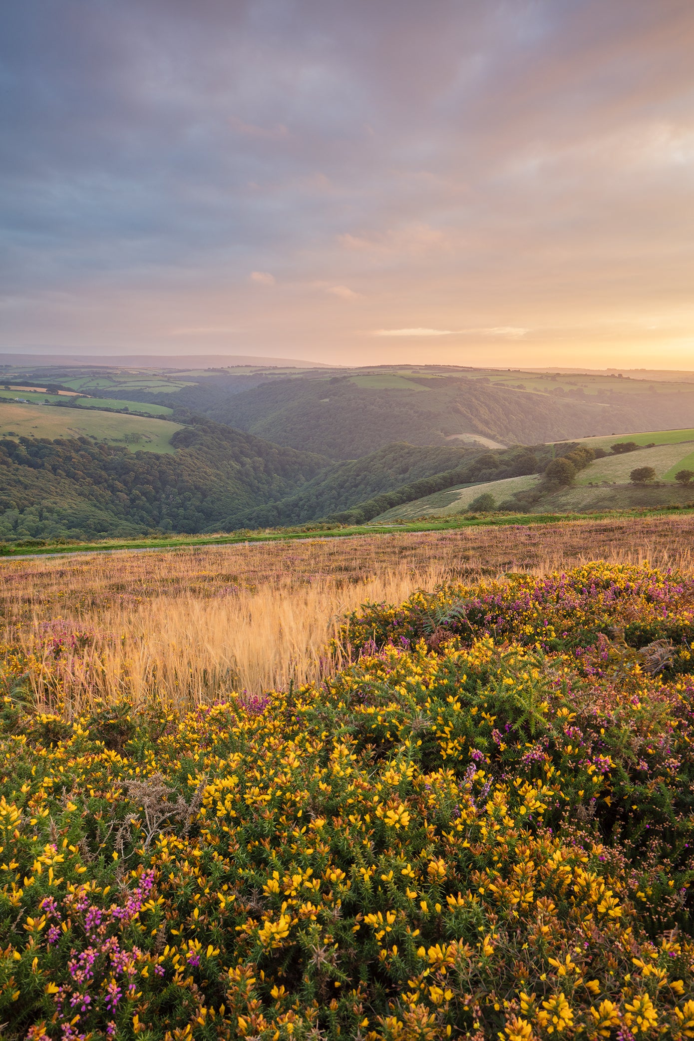 Above Watersmeet Heather