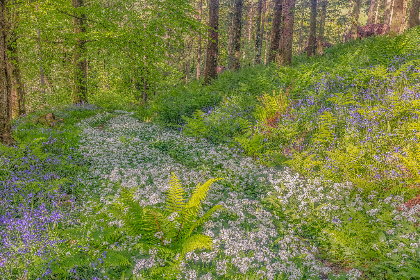 Arlington Wild Flowers