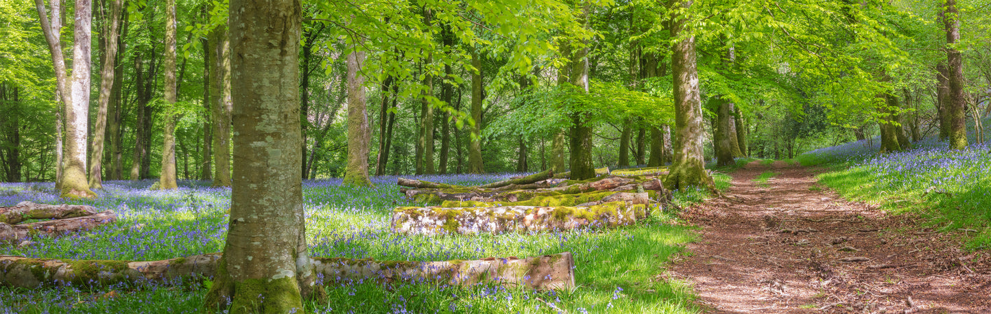 Exmoor Bluebells Panorama