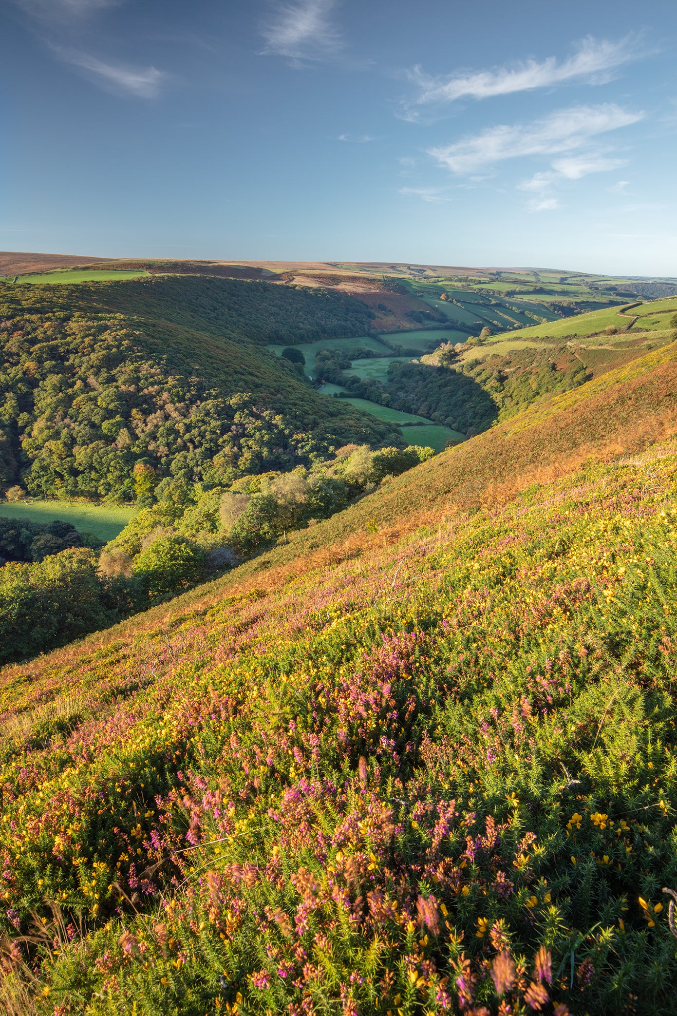 Late Heather at County Gate