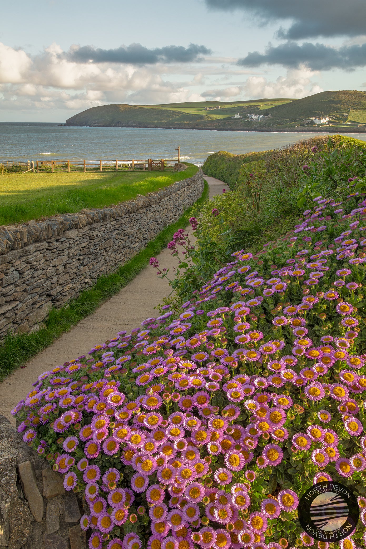 Croyde Beach Flowers