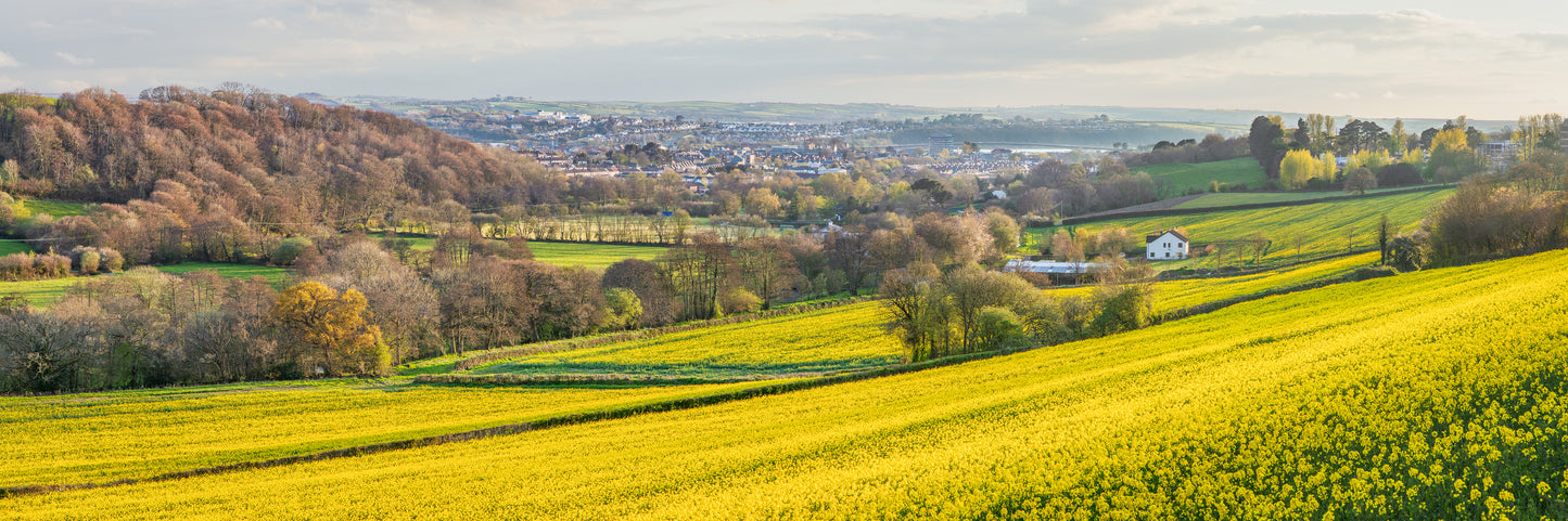 Barnstaple Rapeseed Panorama