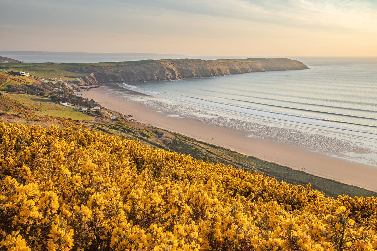 Putsborough Beach Spring Gorse