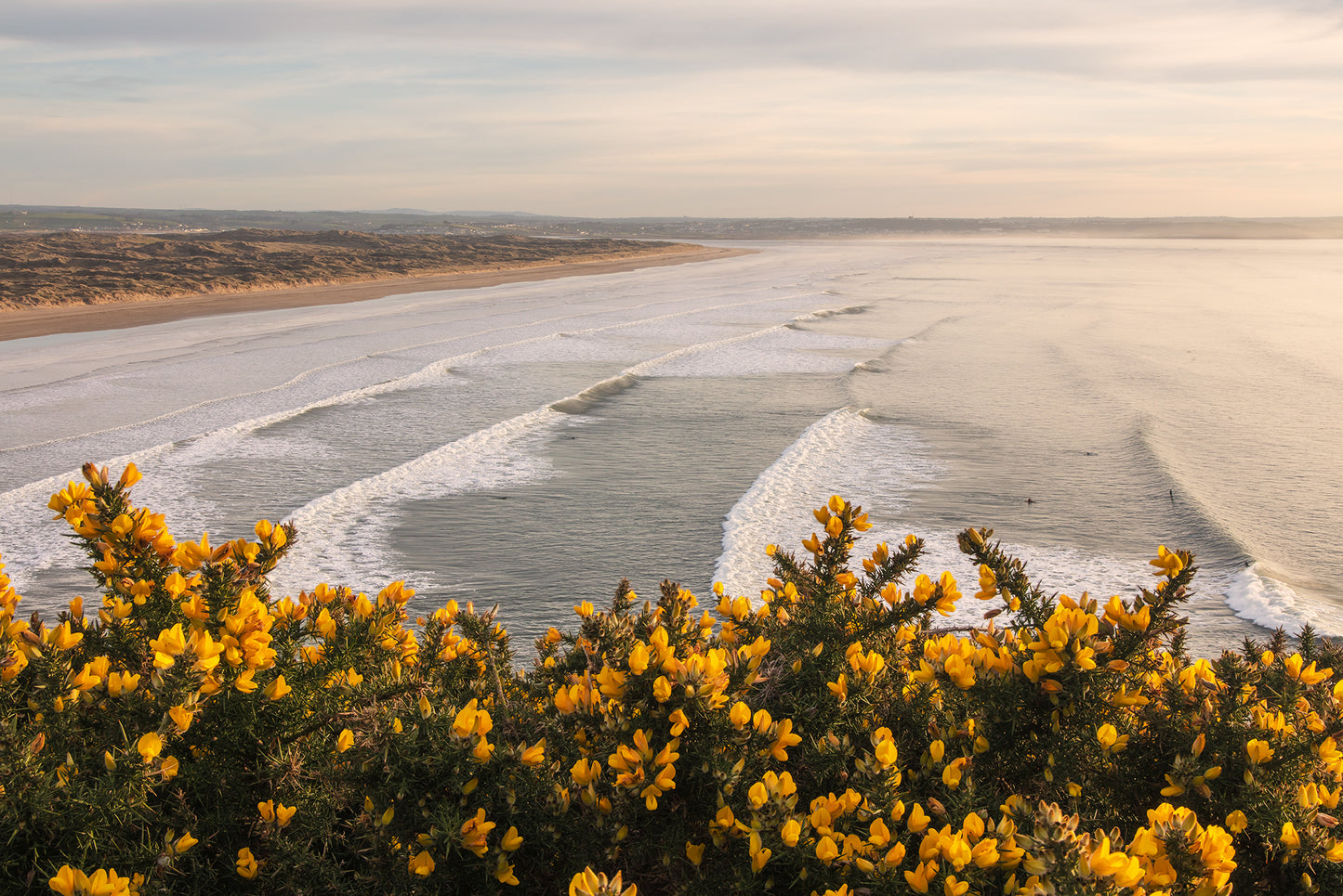 Flowering Gorse Above Saunton Beach