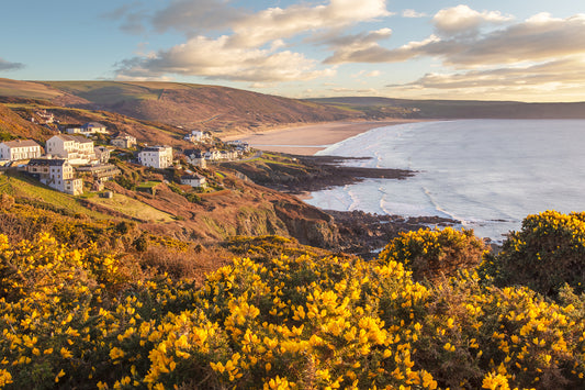 Woolacombe Spring Gorse