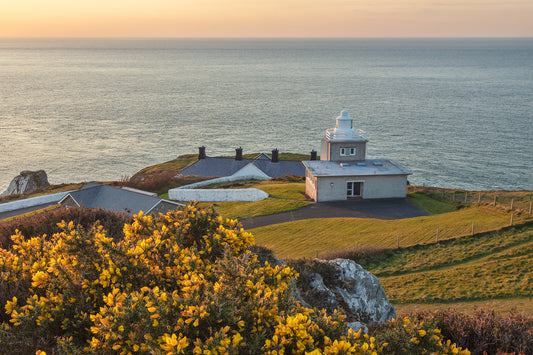 Bull Point Lighthouse Gorse