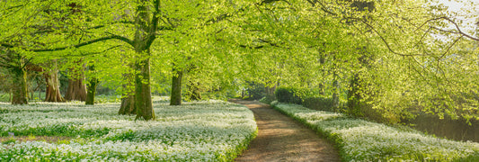 Arlington Court Spring Flowers Panorama