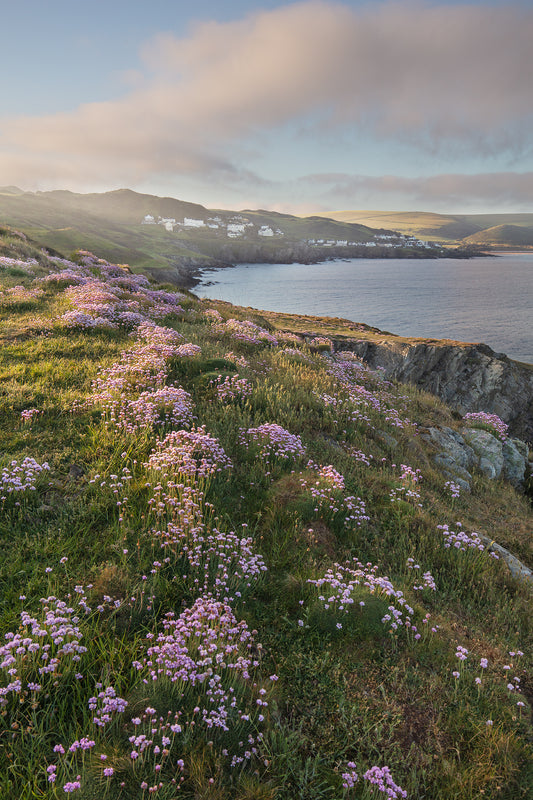 Woolacombe Sea Thrift