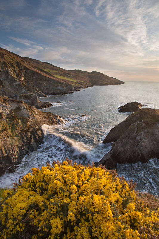 Morte Point Spring Gorse