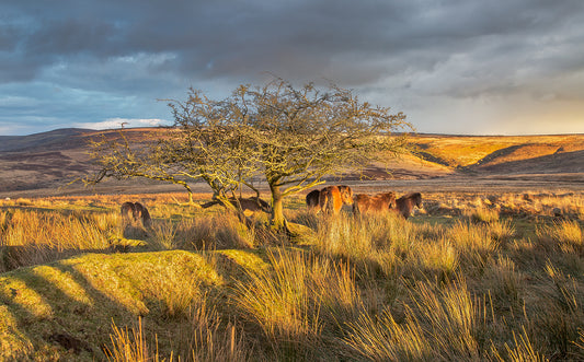 Exmoor Ponies on the Exmoor