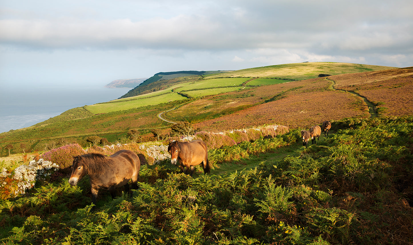 Exmoor Ponies Foreland point