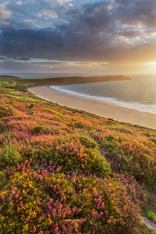 Woolacombe Down Heather